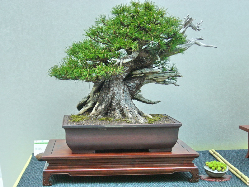 Pall- Pinus mugo 001_resize